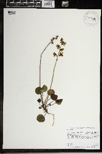 Pyrola chlorantha image