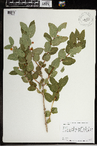 Lonicera tatarica image
