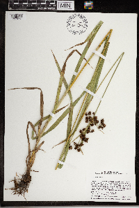 Scirpus atrovirens image