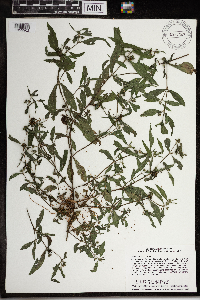 Eclipta prostrata image