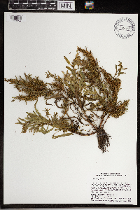 Rumex fueginus image