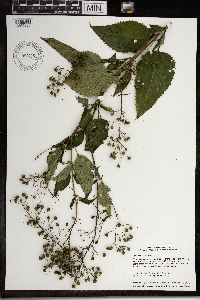 Scrophularia marilandica image