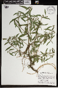 Eclipta prostrata image