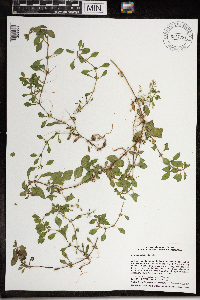 Ludwigia palustris image