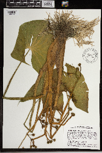 Sagittaria montevidensis image
