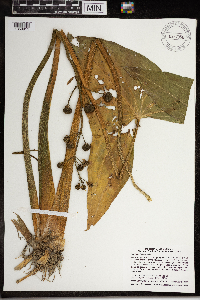 Sagittaria latifolia image