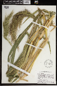 Echinochloa walteri image