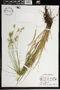 Carex molesta image