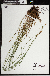 Carex haydenii image