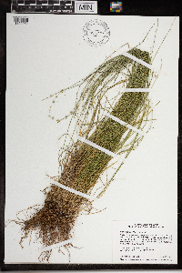 Carex radiata image