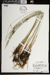 Juncus arcticus var. balticus image