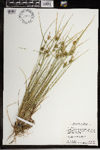 Carex viridula image