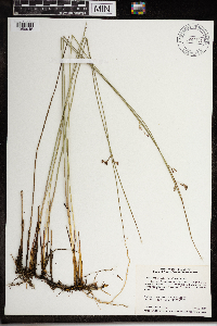 Juncus arcticus var. balticus image