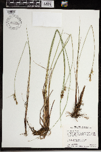 Carex buxbaumii image