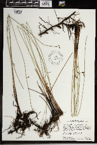 Juncus arcticus var. balticus image