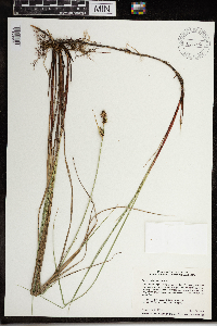 Carex buxbaumii image