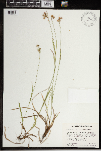 Luzula multiflora image