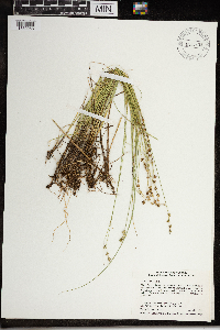 Carex interior image