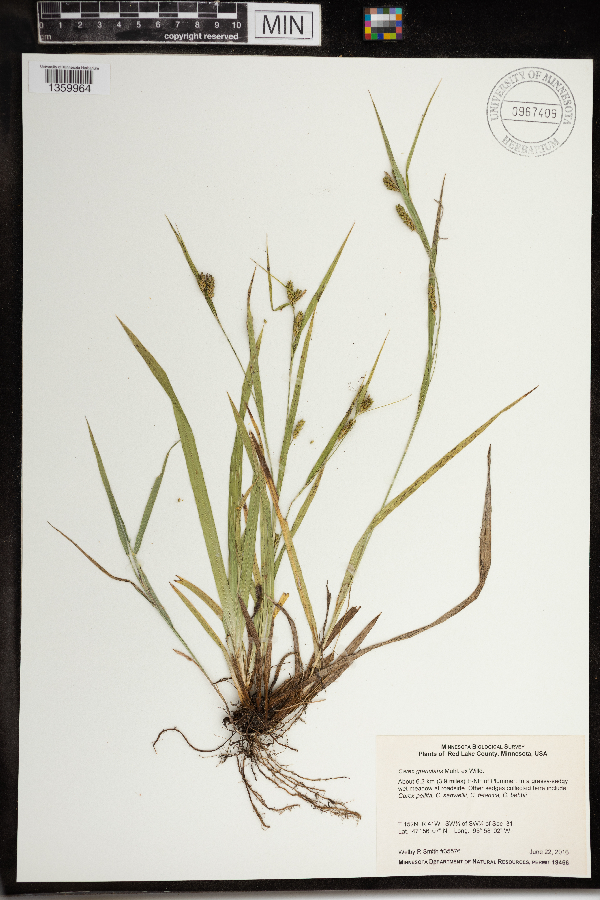 Carex granularis var. haleana image
