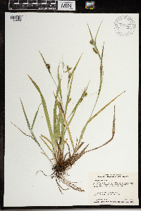 Media resource of Carex granularis