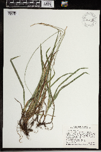 Carex hirtifolia image