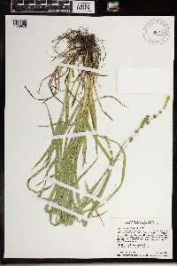 Carex sparganioides image
