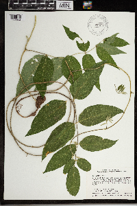 Apios americana image