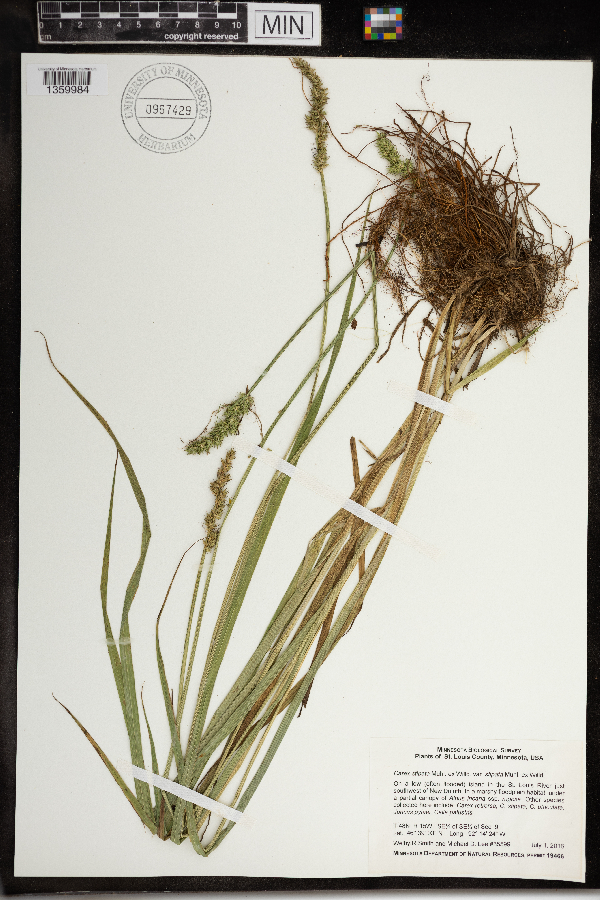 Carex stipata var. stipata image
