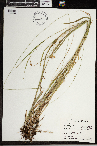 Carex granularis var. haleana image