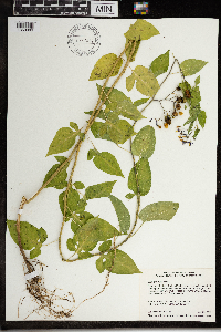 Solanum dulcamara image