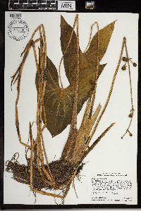 Sagittaria latifolia image