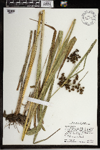 Scirpus atrovirens image