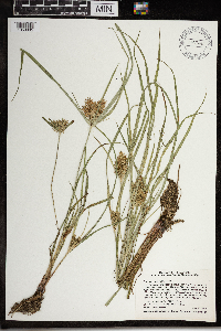 Cyperus odoratus image