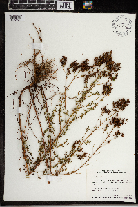 Hypericum perforatum subsp. perforatum image