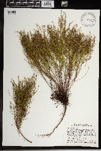 Lechea tenuifolia image