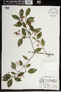 Cornus racemosa image