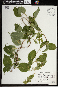 Celastrus scandens image