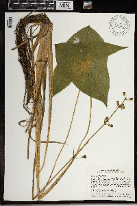 Sagittaria latifolia image