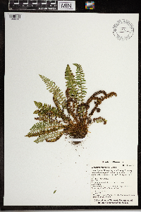 Dryopteris fragrans image