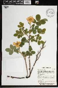 Rosa acicularis image