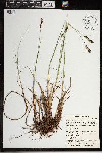 Carex buxbaumii image