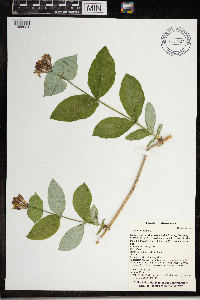 Lonicera dioica image
