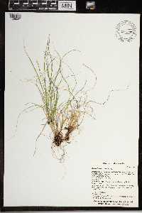 Carex interior image