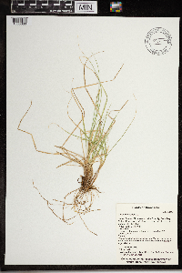 Carex canescens image