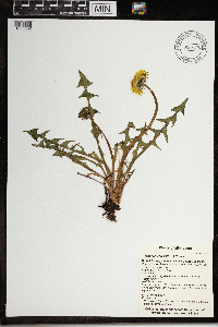 Taraxacum officinale image
