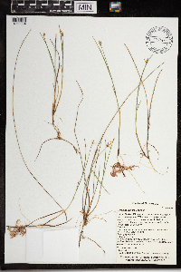 Carex pauciflora image