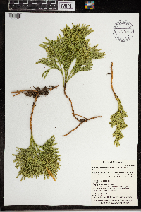 Dendrolycopodium hickeyi image
