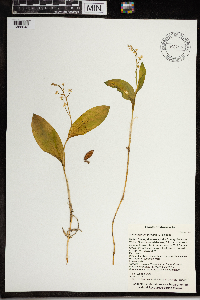 Maianthemum trifolium image