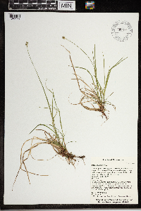 Carex peckii image