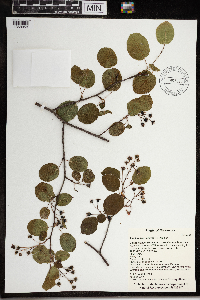 Thumbnail image of current specimen